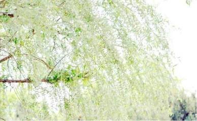 "杨花落尽子规啼,闻道龙标过五溪.我寄愁心与明月,随君直到夜郎西.