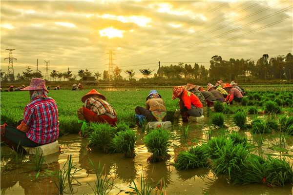辛勤劳作谋幸福