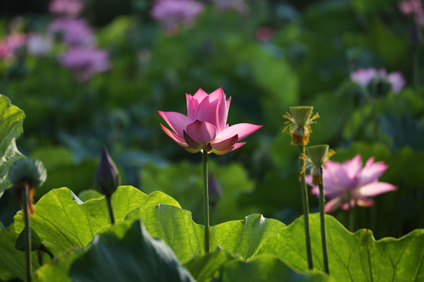 【纪检人镜头】清塘荷韵