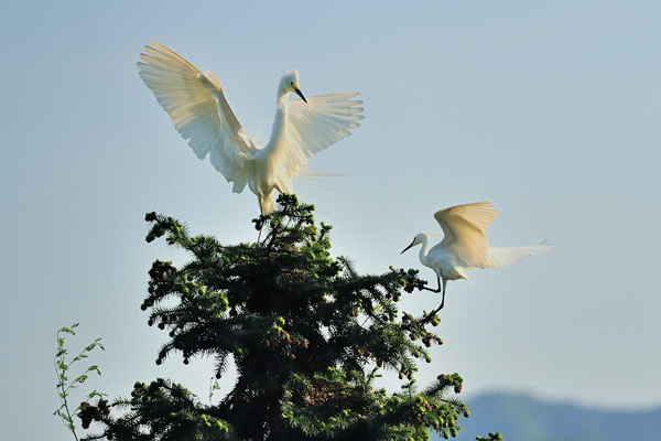 山气日夕佳,飞鸟相与还